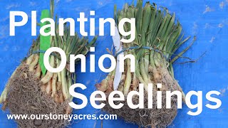 Gardening Tips Starting Onions from Seedlings Ep 3 [upl. by Nikita]