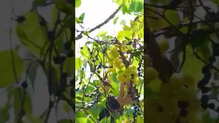 Harvesting gooseberries satisfying fruitfarming shortvideo [upl. by Jacquet]