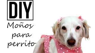 DIY ♥ Moños para perrita ♥ MASCOTAS [upl. by Adlemi455]