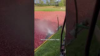 Why Are Cranberries Harvested in Water [upl. by Maxantia755]