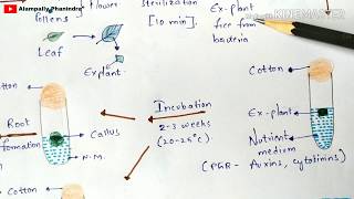 Organogenesis  Direct and Indirect organogenesis with notes  Plant biotechnology  Bio science [upl. by Kauffmann]