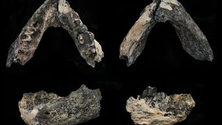 New Fossil Mandible Reveals Big Secrets [upl. by Spanos]