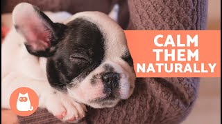 6 NATURAL SEDATIVES for DOGS 🐶✅  How to Relax a Dog without Medication [upl. by Vassily]