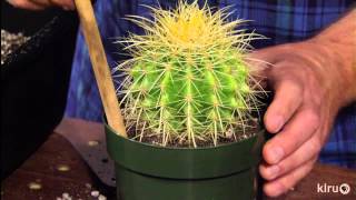 How to repot cacti amp succulentsJeff PavlatCentral Texas Gardener [upl. by Ten]