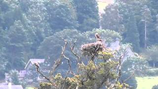 Bassenthwaite Ospreys 2011 [upl. by Allister]