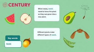 Seeds and Seed Dispersal  Primary Science [upl. by Nameloc]