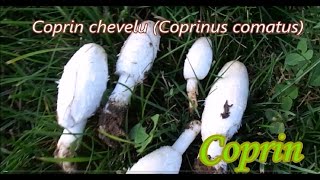 Coprin chevelu Preparation Mushrooms [upl. by Navap]