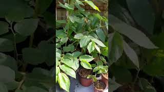 Strawberry tree Muntingia calabura grown from seed update 4 months later [upl. by Enelaj]