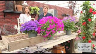 Commercial Grower Tips amp Benefits Senetti Pericallis [upl. by Julio690]