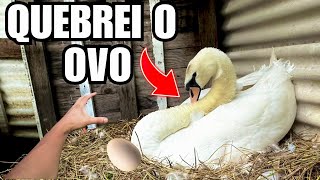 Fui fazer ovoscopia e acabei QUEBRANDO O OVO DE CISNE BRANCO  Aves Recriar [upl. by Yatzeck672]