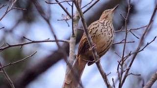 Brown Thrasher Song [upl. by Furie]