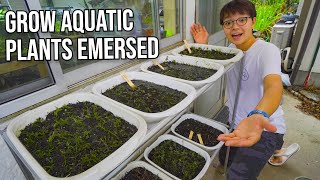 Setting Up Emersed Aquatic Plant Farm [upl. by Martella]