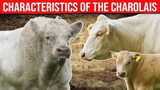 ⭕ CHAROLAIS Cattle Breed Characteristics History Curiosities And Care ✅ Biggest Bulls And Cow [upl. by Calondra]