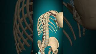 Longissimus capitis muscle action Vertebral column Extension muscle anatomy [upl. by Ziladnerb]