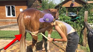 Relaxing Horse Grooming and Washing  ASMR Satisfying Visuals [upl. by Chamberlain509]