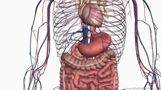 Introduction to the Digestive System Part 2  Oesophagus and Stomach  3D Anatomy Tutorial [upl. by Enidlarej]