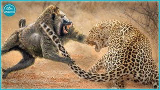 15 Scary Moments Baboon Injured By Crocodile Lion and Leopard  Animal Attacks [upl. by Hedvah545]