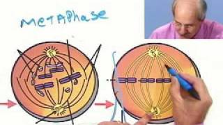 Mitosis The Phases Part 2 of 2 from Thinkwell Biology [upl. by Nylaras]