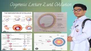 Oogenesis and Ovulation [upl. by Sashenka]