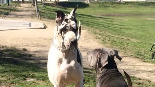 Giant Great Dane Runs Over Cane CorsoPit Mix [upl. by Adlesirc433]