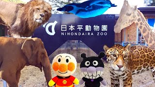 アンパンマン！おもちゃ アニメ☆動物園にいってきたよ♡みんな、どの動物さんがすきかな？Zoo【animal】【日本平動物園】 [upl. by Eedya897]