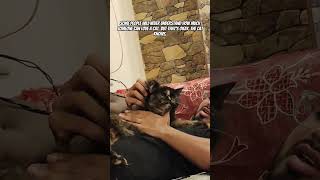 Like amp subscribe cat catlover pets catholic catvideos catshorts baby animallover [upl. by Eardnoed]