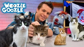 Die Hauskatze l GANZE FOLGE [upl. by Dudden]