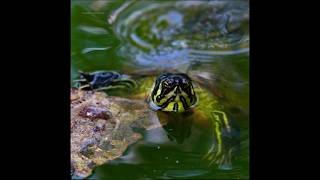 Tartarughe d acqua dolce Pseudemys concinnaturtlesnatureturtleshorts [upl. by Ram928]