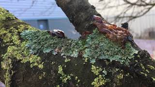 Wild cherry tree  Gummosis oozing of sap  November 2018 [upl. by Erich]