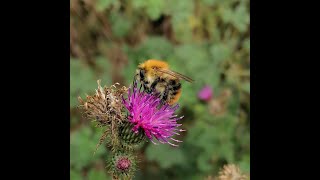 čmelák rolní Bombus pascuorum čmeľ poľnýCommon carder beeAckerhummelTrzmiel rudy [upl. by Kiefer23]