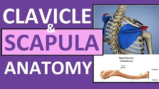 Clavicle and Scapula Anatomy The Pectoral Girdle [upl. by Mireille]