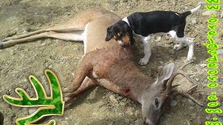 CACERIA DE VENADO CON PERROS OREJAS DE ORO [upl. by Marijane]