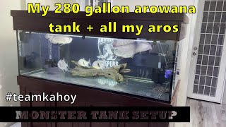 My Arowana Community Tank Setup  All my Arowanas [upl. by Hsan417]