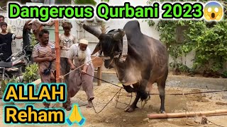 Khatarnak bachre ki Qurbani 2023😱 Bachra khabo se bahar😔 [upl. by Nalyad]