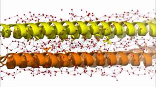 Antifreeze protein is chock full of ice [upl. by Raamaj661]