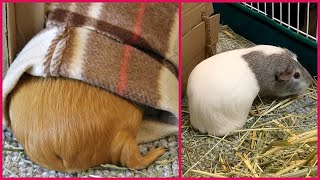 Guinea pigs wiping their butts [upl. by Dong]