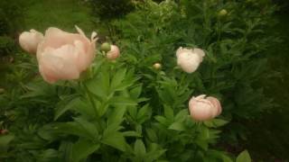 Paeonia Soft Apricot Kisses [upl. by Vanhomrigh585]