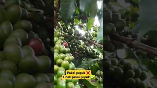 Tanam di tapak Rumahbuah banyak✅hamdangs shorts [upl. by Ialda]