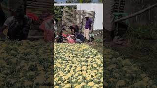 agrifood vegetablefarming vegetable foodandagriculture vegetablegrowing nature fruitcrops [upl. by Neral]