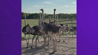 More than 130 ostriches escape a Texas ranch [upl. by Ellenehc]