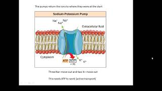 BTEC Applied Science Unit 1 Biology Nerve Impulses [upl. by Dippold165]