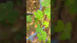 OXALIS STENORYCHAoxalis oxalislover garden mygardenlife nature gogreen plants mygarden [upl. by Arama]