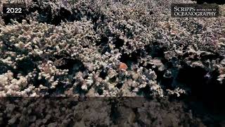 Branching Porites Coral at Olowalu Maui 20142022 [upl. by Janaya472]