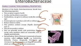 Microbiology 316 Enterobacteriaceae Ewing classification tribes E coli [upl. by Yartnoed]