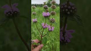 Зопник колючий Phlomis pungens🧐 flowerworld garden gardening [upl. by Seeto]