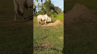 Cow eating straw animalfarming animals cattlefarming cattlesfarming cattlefeed farming [upl. by Martens129]