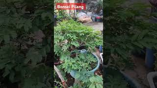 Bahan Bonsai Pilang [upl. by Ainek]