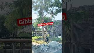 Siamang Gibbons Howling like a DJ short [upl. by Ynaittirb]