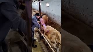 Veterinarian Performs Trocarization on Cow to Relieve Bloat [upl. by Radborne685]