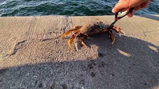 Feisty Dungeness Crab [upl. by Willtrude]